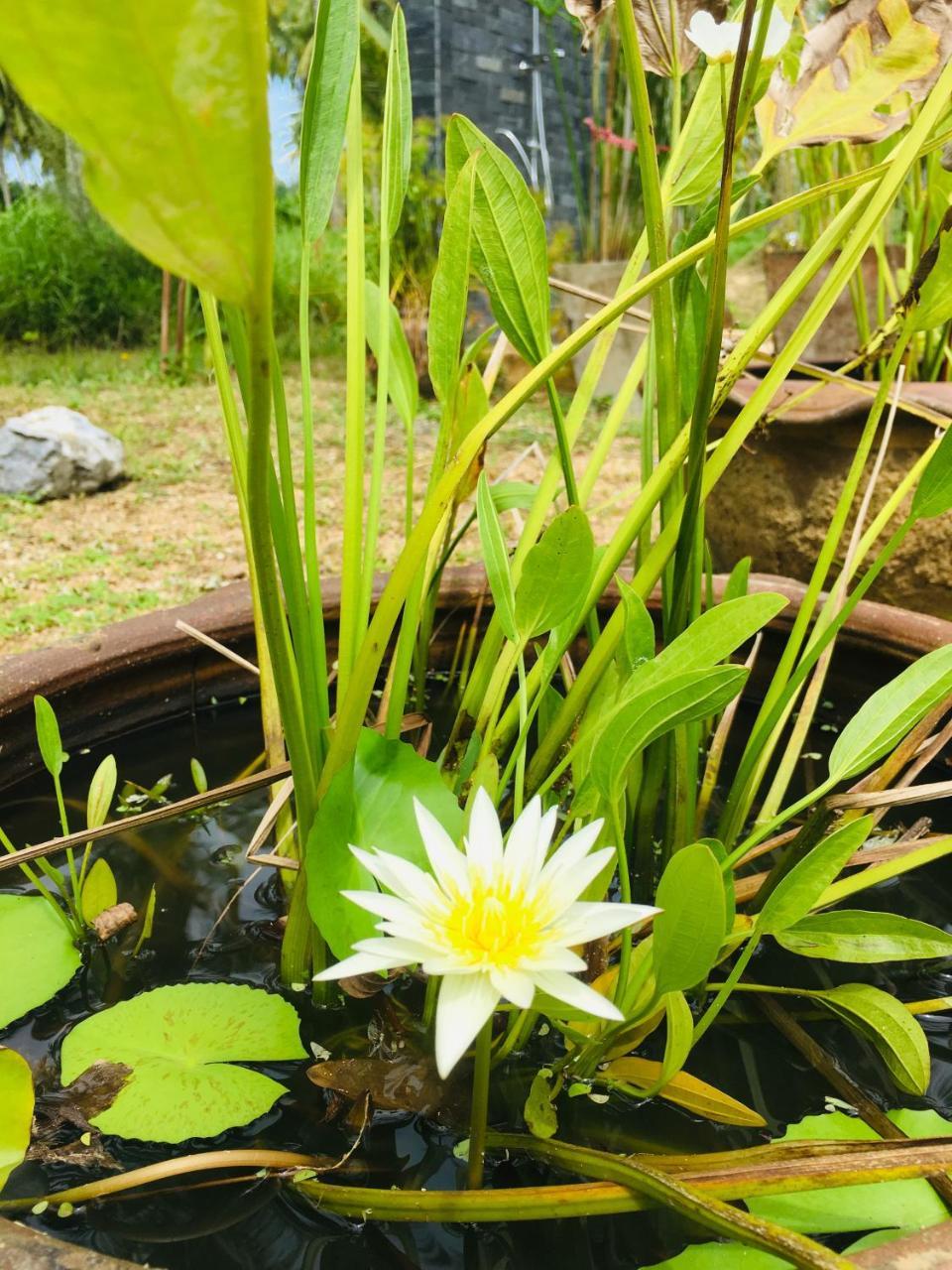 Khao Lak Golden Coconut Hotel Buitenkant foto