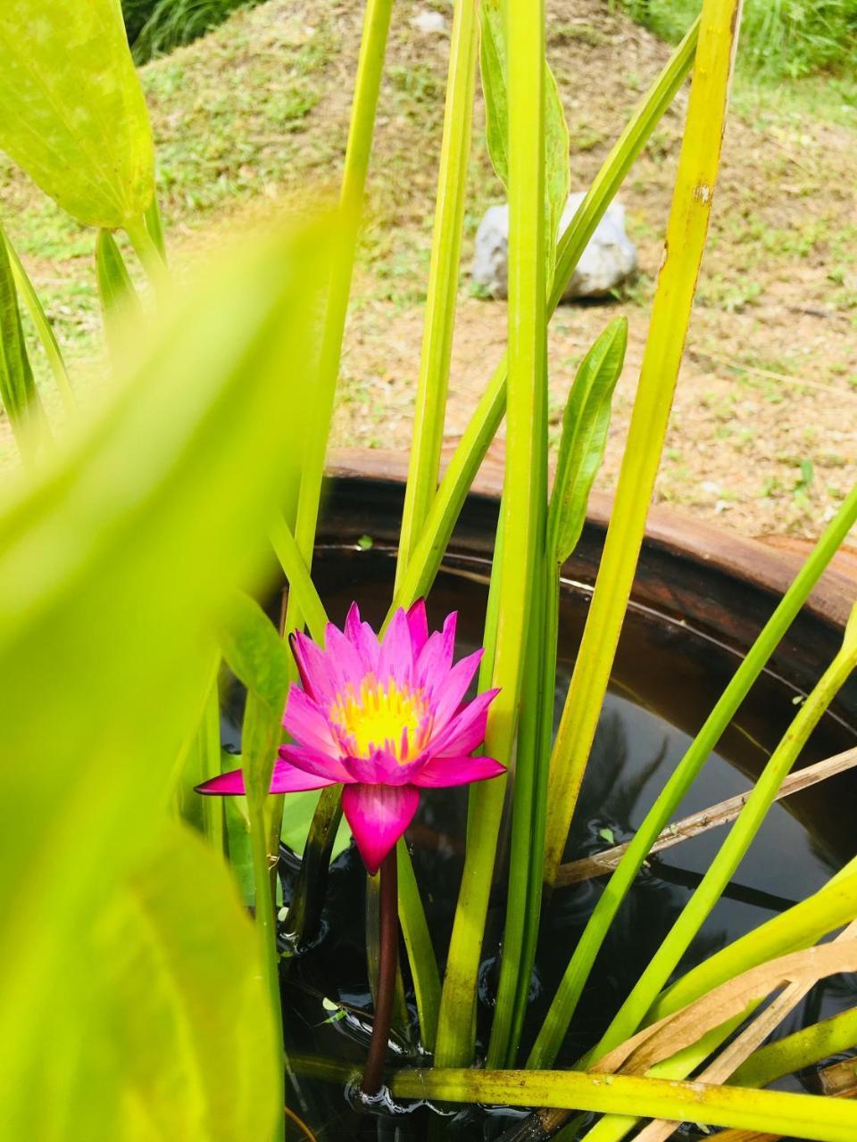 Khao Lak Golden Coconut Hotel Buitenkant foto
